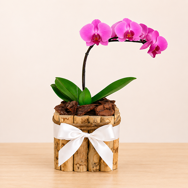 Orqu�dea Phalaenopsis Lil�s