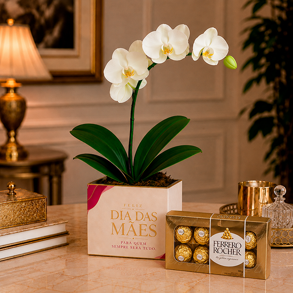 Orqu�dea Phalaenopsis Branca e Chocolates